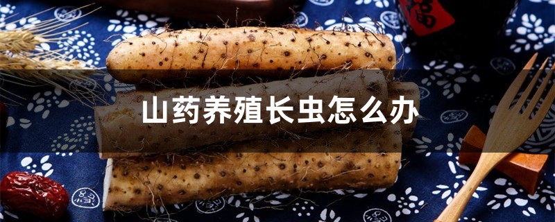 山药养殖长虫怎么办,山药虫害有哪些 山药养殖长虫怎么办,山药虫害有哪些