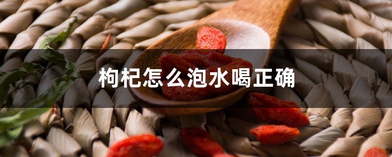 枸杞怎么泡水喝正确,怎么吃补肾效果最好 枸杞怎么泡水喝正确,怎么吃补肾效果最好