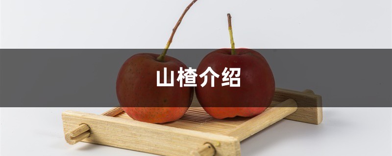 山楂介绍,山楂图片 山楂介绍,山楂图片