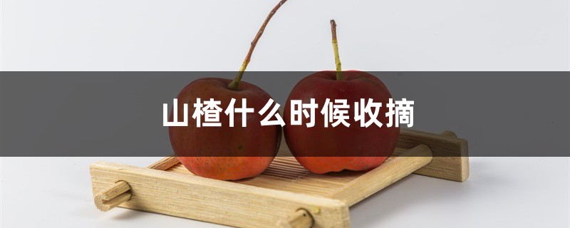 山楂什么时候收摘,山楂成熟的标志是什么 山楂什么时候收摘,山楂成熟的标志是什么