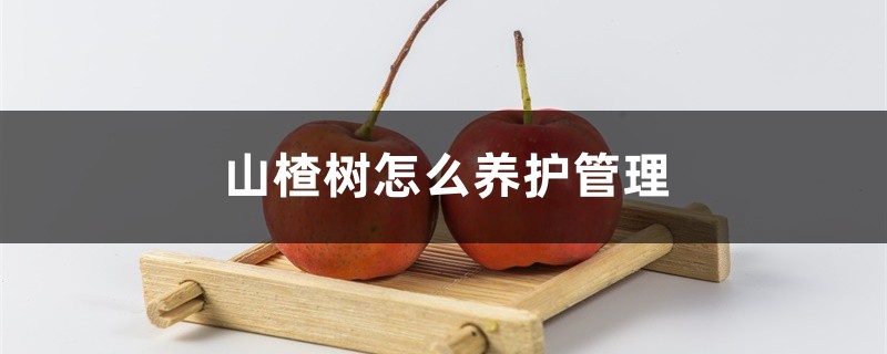 山楂树怎么养护管理,山楂可以盆栽吗 山楂树怎么养护管理,山楂可以盆栽吗