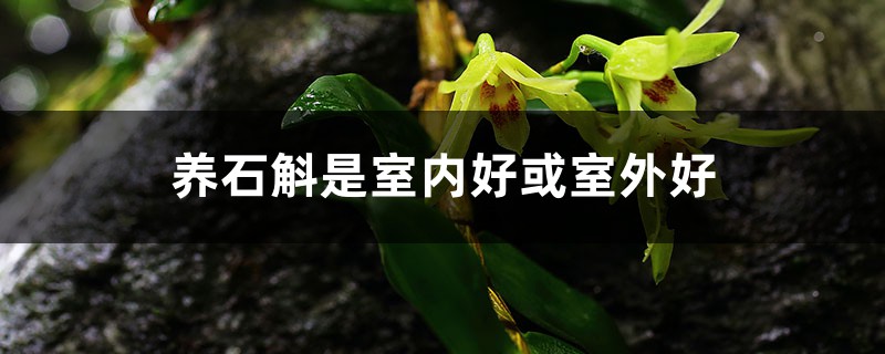 养石斛是室内好或室外好,秋冬季节怎么养护 养石斛是室内好或室外好,秋冬季节怎么养护