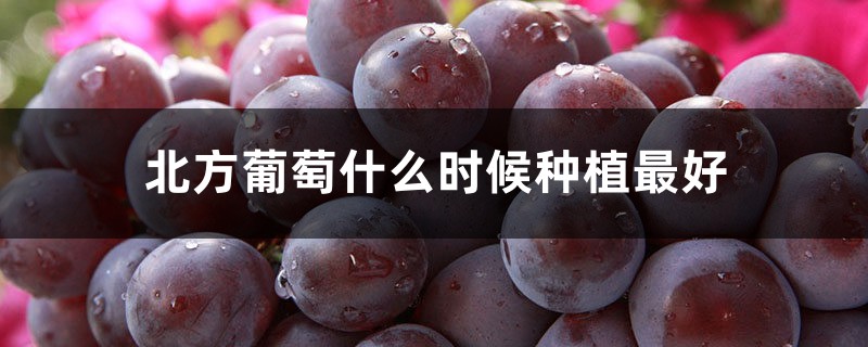 北方葡萄什么时候种植最好,秋天可以栽葡萄吗 北方葡萄什么时候种植最好,秋天可以栽葡萄吗