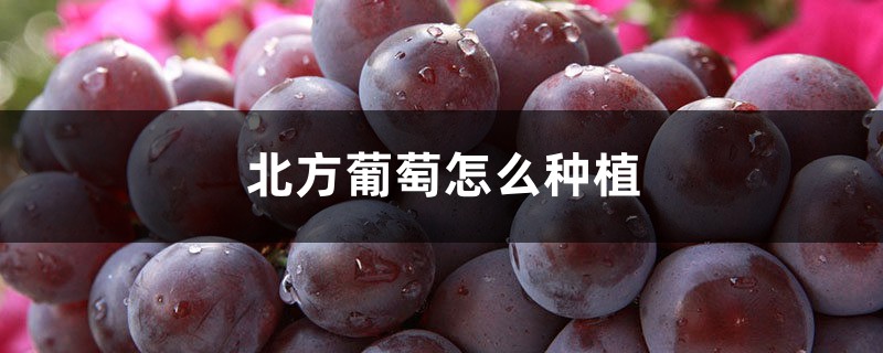 北方葡萄怎么种植,北方几月种葡萄 北方葡萄怎么种植,北方几月种葡萄