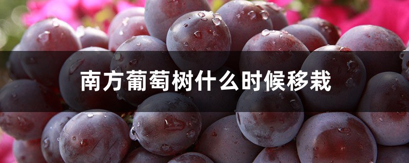 南方葡萄树什么时候移栽,移栽的葡萄树一般多久发芽 南方葡萄树什么时候移栽,移栽的葡萄树一般多久发芽
