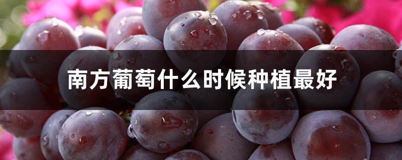 南方葡萄什么时候种植最好,选什么品种 南方葡萄什么时候种植最好,选什么品种