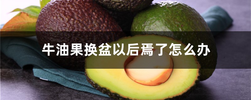 牛油果换盆以后焉了怎么办,牛油果怎么移栽 牛油果换盆以后焉了怎么办,牛油果怎么移栽