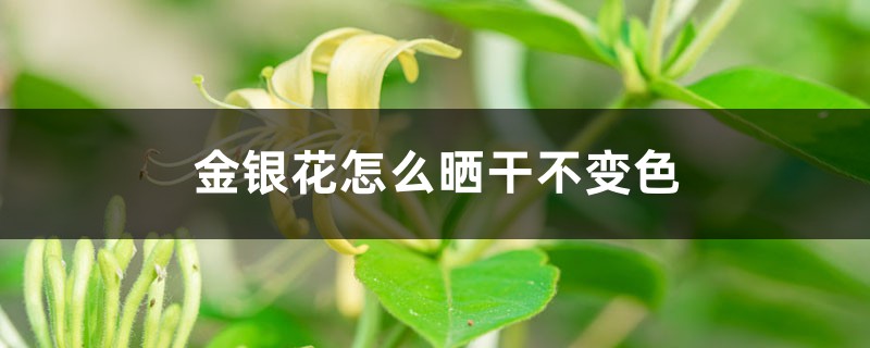 金银花怎么晒干不变色,怎么晒干保存 金银花怎么晒干不变色,怎么晒干保存
