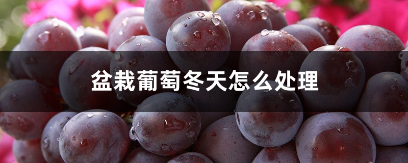 盆栽葡萄冬天怎么处理,怎么越冬 盆栽葡萄冬天怎么处理,怎么越冬