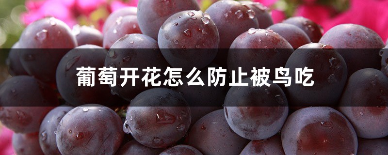 葡萄开花怎么防止被鸟吃,防鸟绝招 葡萄开花怎么防止被鸟吃,防鸟绝招