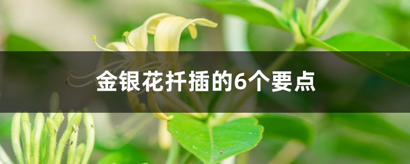 金银花扦插的6个要点,什么时候扦插 金银花扦插的6个要点,什么时候扦插