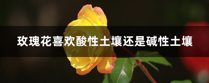 玫瑰花喜欢酸性土壤还是碱性土壤,土壤配置 玫瑰花喜欢酸性土壤还是碱性土壤,土壤配置
