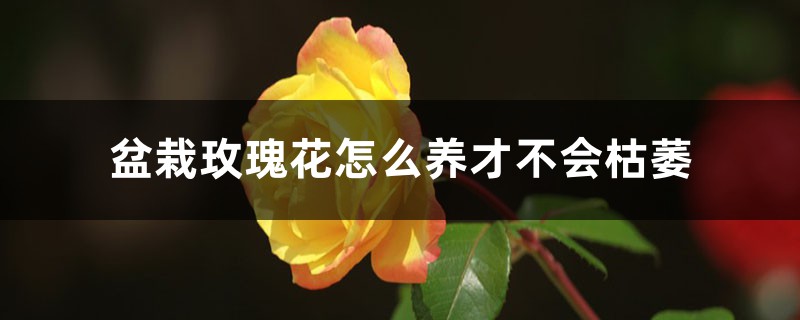 盆栽玫瑰花怎么养才不会枯萎,怕冷吗 盆栽玫瑰花怎么养才不会枯萎,怕冷吗