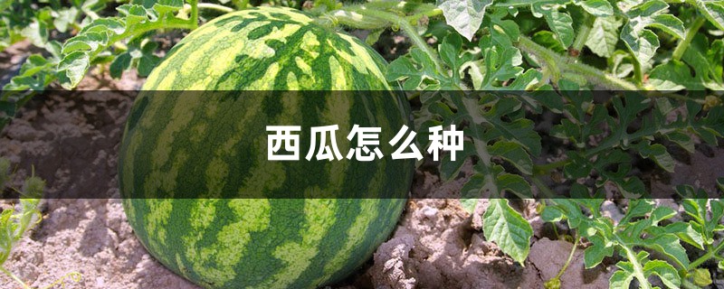 西瓜怎么种,种植技术介绍 西瓜怎么种,种植技术介绍