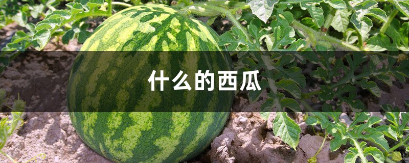 什么的西瓜,西瓜图片 什么的西瓜,西瓜图片