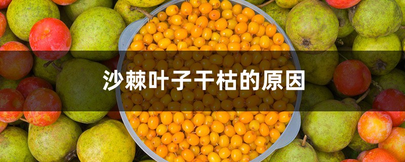 沙棘叶子干枯的原因,沙棘盆景为什么叶子蔫了 沙棘叶子干枯的原因,沙棘盆景为什么叶子蔫了