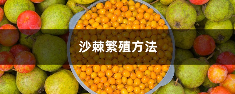 沙棘繁殖方法,沙棘树怎样繁殖 沙棘繁殖方法,沙棘树怎样繁殖