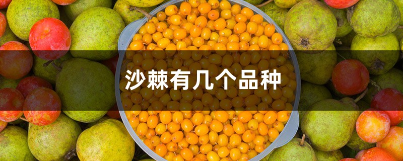 沙棘有几个品种,沙棘哪个品种最好 沙棘有几个品种,沙棘哪个品种最好