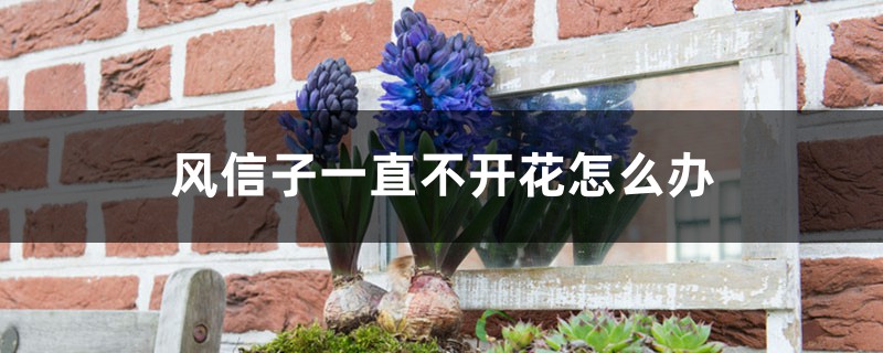 风信子一直不开花怎么办,风信子开花持续多长时间 风信子一直不开花怎么办,风信子开花持续多长时间