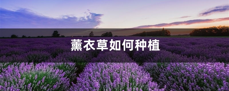 薰衣草如何种植,薰衣草的种植方法介绍 薰衣草如何种植,薰衣草的种植方法介绍