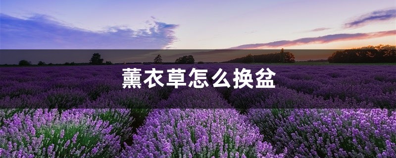薰衣草怎么换盆,薰衣草什么季节换盆 薰衣草怎么换盆,薰衣草什么季节换盆