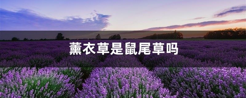 薰衣草是鼠尾草吗,薰衣草和鼠尾草的区别 薰衣草是鼠尾草吗,薰衣草和鼠尾草的区别