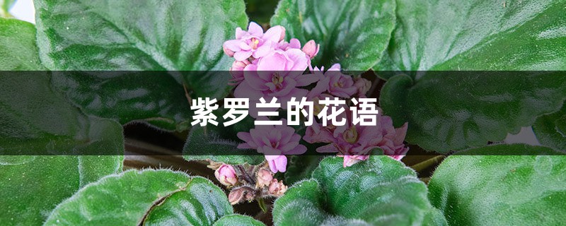 紫罗兰的花语,紫罗兰图片 紫罗兰的花语,紫罗兰图片