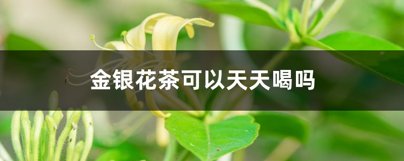 金银花茶怎么泡,可以天天喝吗 金银花茶怎么泡,可以天天喝吗
