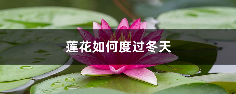 莲花如何度过冬天,莲花到冬天会死吗 莲花如何度过冬天,莲花到冬天会死吗
