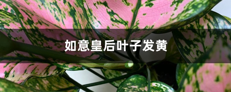 如意皇后黄叶的原因和处理办法 如意皇后黄叶的原因和处理办法