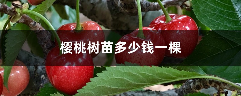 樱桃树苗多少钱一棵,樱桃树图片 樱桃树苗多少钱一棵,樱桃树图片