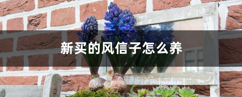 新买的风信子怎么养 新买的风信子怎么养