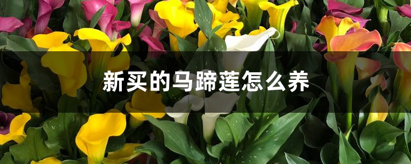 新买的马蹄莲怎么养 新买的马蹄莲怎么养
