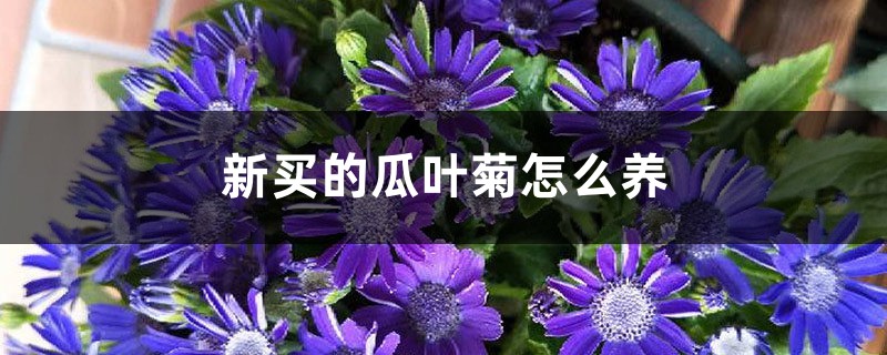 新买的瓜叶菊怎么养 新买的瓜叶菊怎么养
