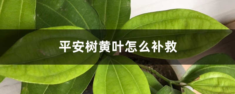 平安树黄叶的原因和处理办法 平安树黄叶的原因和处理办法