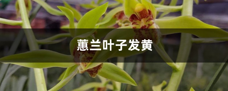 蕙兰黄叶的原因和处理办法 蕙兰黄叶的原因和处理办法
