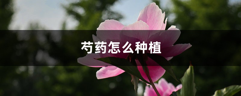 芍药怎么种植,芍药种子的种植方法 芍药怎么种植,芍药种子的种植方法
