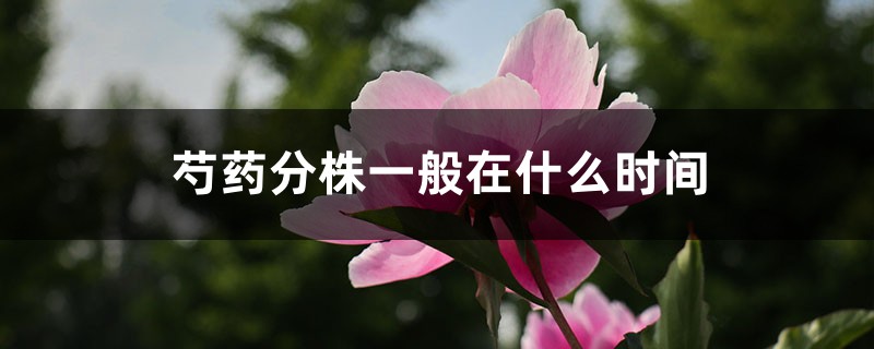 芍药分株一般在什么时间,芍药分株繁殖 芍药分株一般在什么时间,芍药分株繁殖