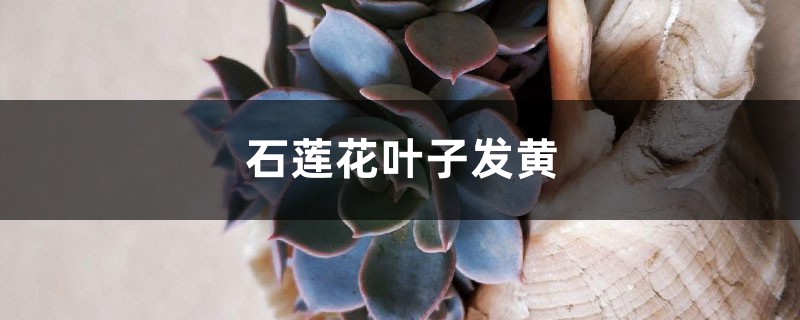 石莲花黄叶的原因和处理办法 石莲花黄叶的原因和处理办法