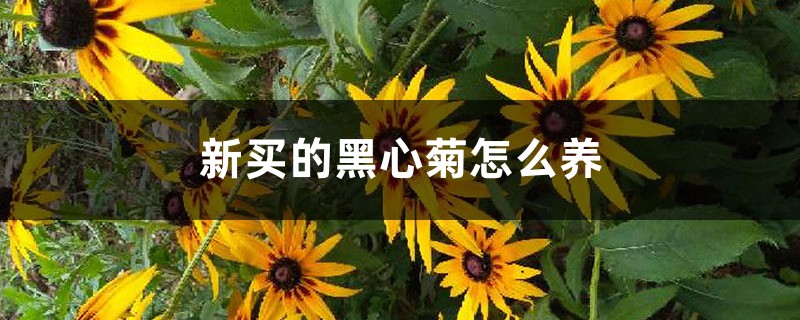 新买的黑心菊怎么养 新买的黑心菊怎么养