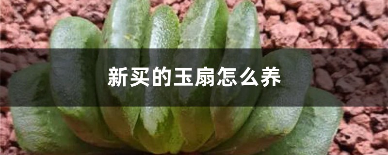 新买的玉扇怎么养 新买的玉扇怎么养