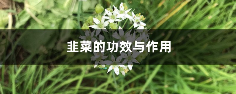 韭菜的功效与作用,韭菜的营养价值及功效 韭菜的功效与作用,韭菜的营养价值及功效