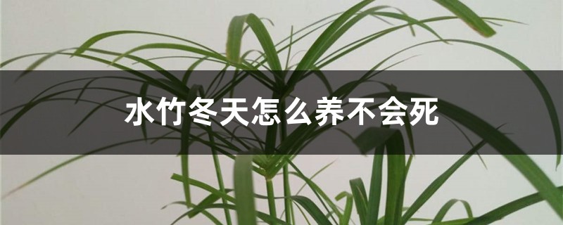 水竹冬天怎么养不会死 水竹冬天怎么养不会死