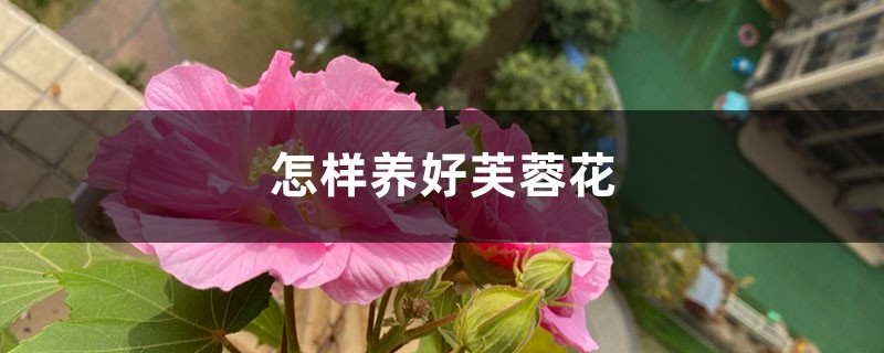 怎样养好芙蓉花 怎样养好芙蓉花