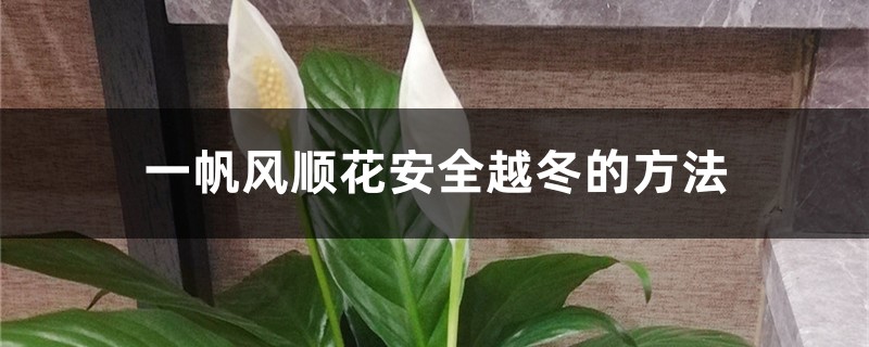 一帆风顺花安全越冬的方法,一帆风顺冬季会开花吗 一帆风顺花安全越冬的方法,一帆风顺冬季会开花吗