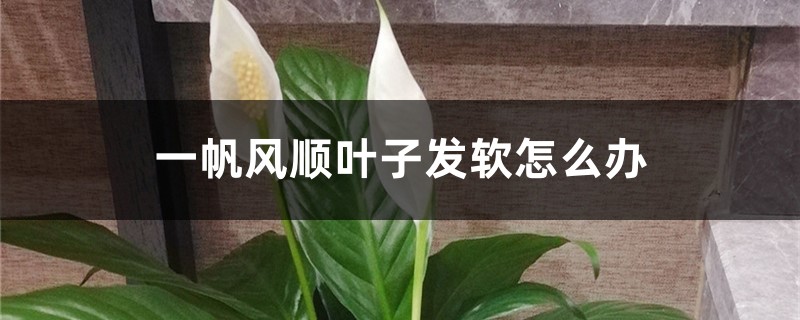 一帆风顺叶子发软怎么办,叶子发软的原因 一帆风顺叶子发软怎么办,叶子发软的原因