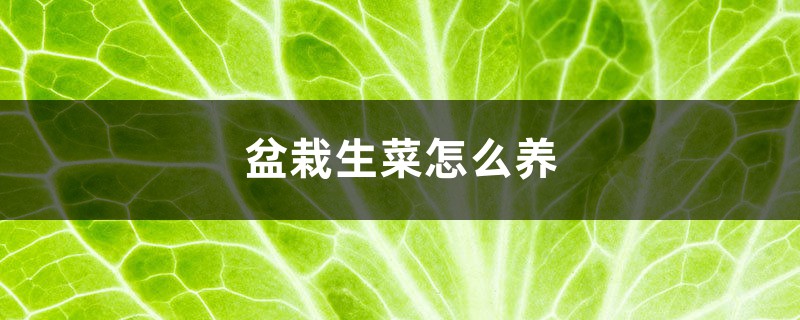 盆栽生菜怎么养,生菜浇水讲究 盆栽生菜怎么养,生菜浇水讲究