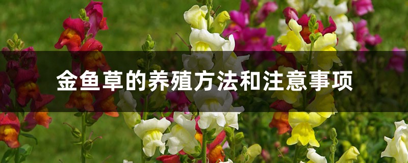 金鱼草的养殖方法和注意事项 金鱼草的养殖方法和注意事项