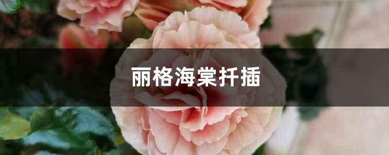 丽格海棠怎么扦插 丽格海棠怎么扦插