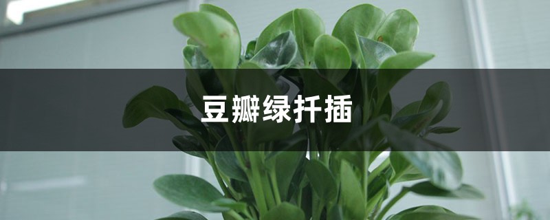 豆瓣绿怎么扦插 豆瓣绿怎么扦插